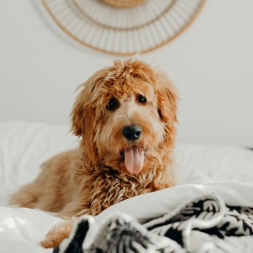 We welcome all your furry friends a dog on a bed